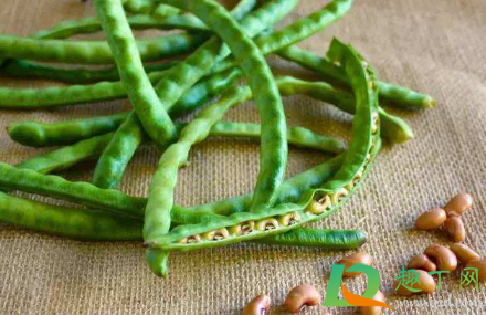 豆角种子泡了三天还能种吗(豆角种子浸泡多长时间)