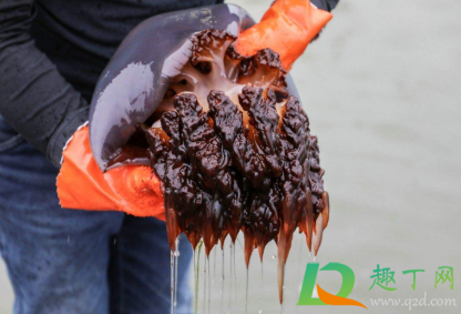 刚捉的海蜇可不可以吃(刚抓的海蜇怎么吃)