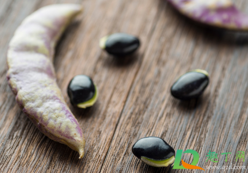 豆角种子浸泡多久最好(豆角种子催芽温水泡多久)