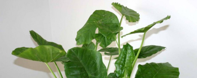 养滴水观音需要注意什么(滴水观音可以用水养吗)