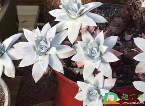 刚收到的白菊多肉要修根吗(白菊多肉根系长吗)