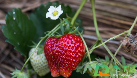 草莓什么时候走茎繁殖(草莓苗走茎什么时候长根)