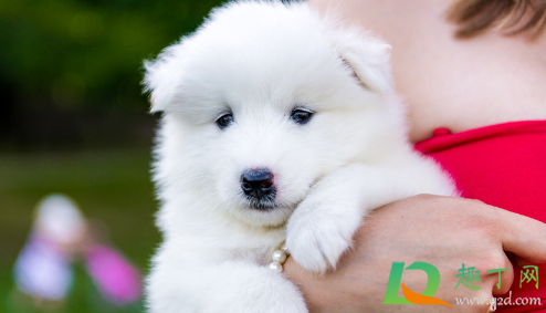 狗咬了没破皮没出血怎么办(自家狗狗咬了没破皮没出血怎么办)