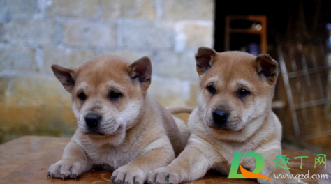 警察是否有权上门抓狗(警察有权利进门抓狗吗) 警察是否有权上门抓狗(警察有权利进门抓狗吗)