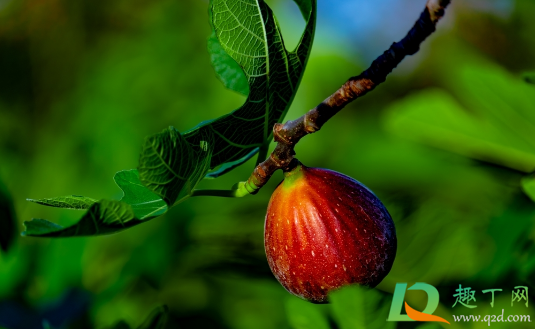 无花果叶子为何老下垂耷拉(无花果叶子垂下来)