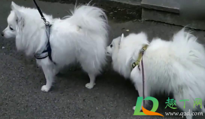 狗狗互相闻屁股的是闻什么 狗狗互相闻屁股的是闻什么