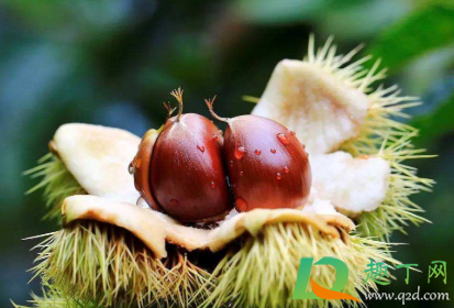 买的熟板栗怎么保鲜(熟板栗可以放保鲜吗) 买的熟板栗怎么保鲜(熟板栗可以放保鲜吗)