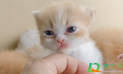 被猫抓伤出血要打针吗(被猫抓伤出血要打针吗超过24小时) 被猫抓伤出血要打针吗(被猫抓伤出血要打针吗超过24小时)