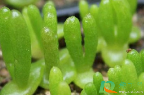 碧光环耐寒吗(碧光环夏天怎么养) 碧光环耐寒吗(碧光环夏天怎么养)