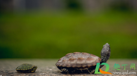乌龟什么时候冬眠(乌龟什么时候冬眠醒来)