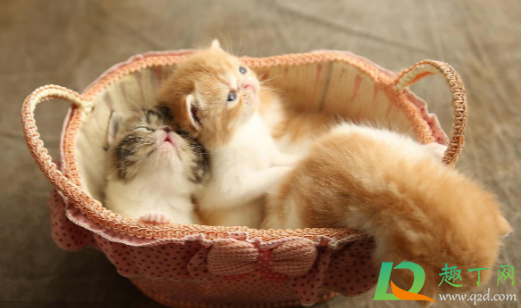 被猫抓伤出血要打针吗(被猫抓伤出血要打针吗超过24小时)