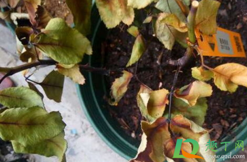 施肥烧根是什么样子(肥料严重烧根的样子)