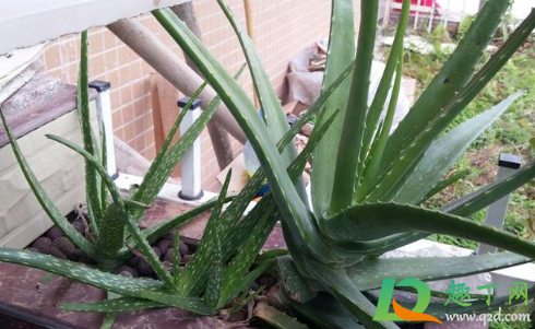 芦荟小芽没根还能活不(芦荟新芽没有根可以长吗)