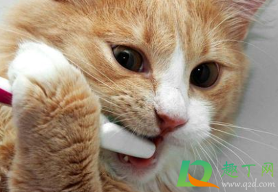 口臭怎么治最有效的方法(口臭怎么治最有效的方法吃什么) 口臭怎么治最有效的方法(口臭怎么治最有效的方法吃什么)