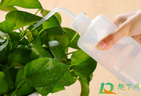 恶霉灵可以叶面喷施不(甲霜恶霉灵能叶面喷施吗) 恶霉灵可以叶面喷施不(甲霜恶霉灵能叶面喷施吗)