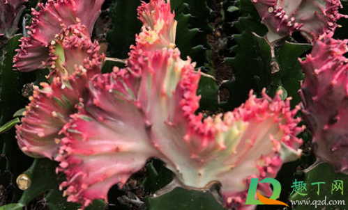 彩麒麟没有根能不能活(彩麒麟能自己生根吗)