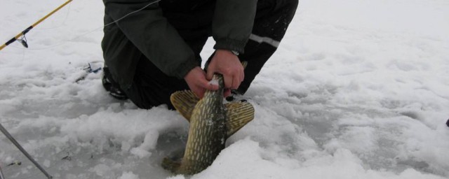 腥味最容易吸取鱼群的(什么腥味最诱鱼)