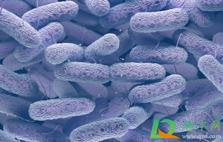 布病不治疗有什么后果(布病为什么难以治疗)