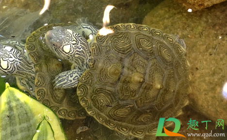 乌龟什么时候冬眠(乌龟什么时候冬眠醒来)