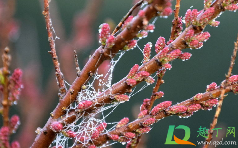 杀死红蜘蛛必须用农药吗(红蜘蛛用什么药杀)