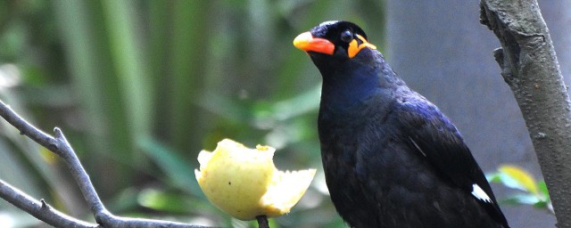 训练八哥鸟的要点(八哥鸟注意事项)