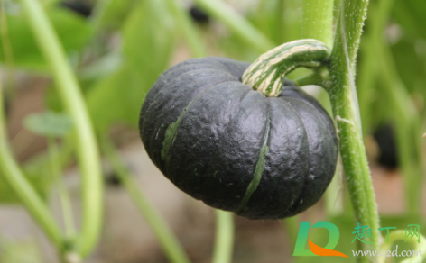 贝贝南瓜可以放冷藏不(南瓜贝贝怎么存放)