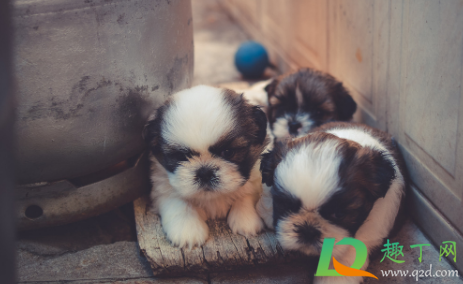 茶杯犬多少钱一只(茶杯犬多少钱一只能活多久) 茶杯犬多少钱一只(茶杯犬多少钱一只能活多久)