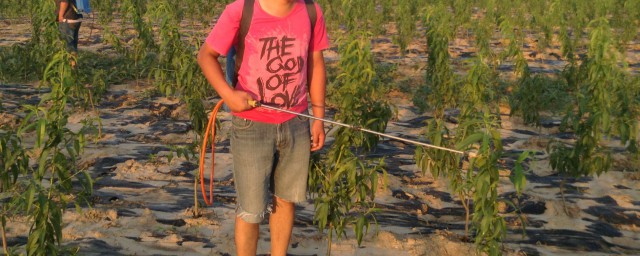 看花期决定用什么药(花期用药注意事项)