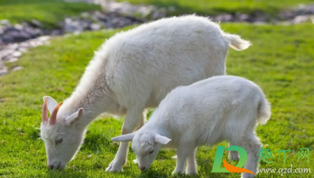 布病不治疗有什么后果(布病为什么难以治疗) 布病不治疗有什么后果(布病为什么难以治疗)