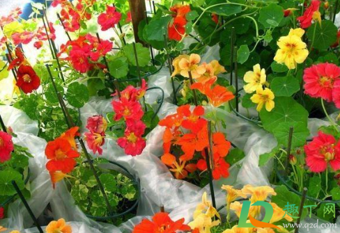 牛奶浇花直接倒可以不(牛奶浇花可不可以)