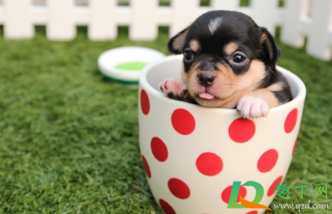 茶杯犬多少钱一只(茶杯犬多少钱一只能活多久) 茶杯犬多少钱一只(茶杯犬多少钱一只能活多久)