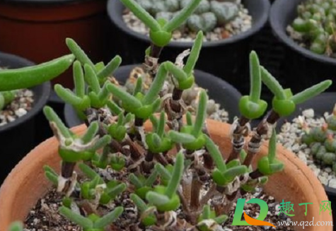 碧光环耐寒吗(碧光环夏天怎么养) 碧光环耐寒吗(碧光环夏天怎么养)