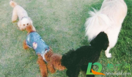 狗狗互相闻屁股的是闻什么 狗狗互相闻屁股的是闻什么