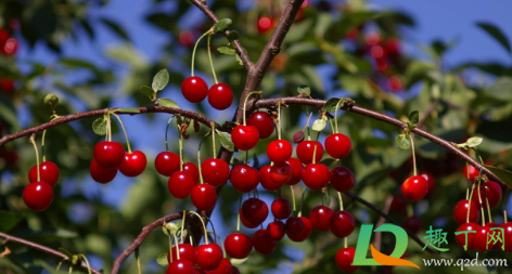 樱桃树很难种活吗(现在种樱桃树成活率会不会活)