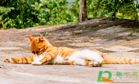 猫为什么突然尿被子(猫突然尿被子上)