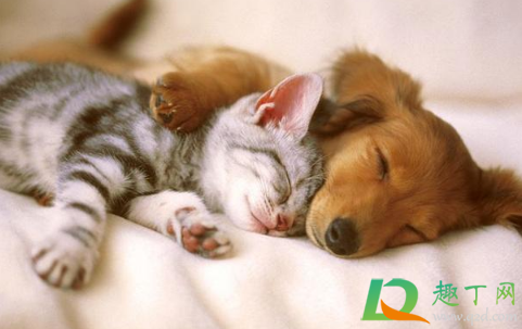 女生一个人独居养什么宠物好(独身女人养什么宠物好)