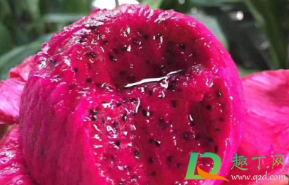 为什么吃红心火龙果尿液会变红(吃红心火龙果会使尿液变红吗) 为什么吃红心火龙果尿液会变红(吃红心火龙果会使尿液变红吗)