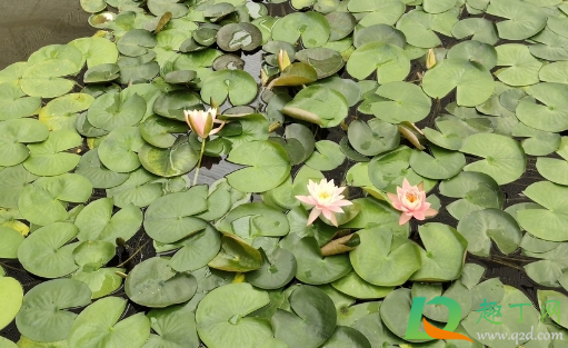 睡莲叶片不能长出水面吗(睡莲长出叶子要泡水里吗)