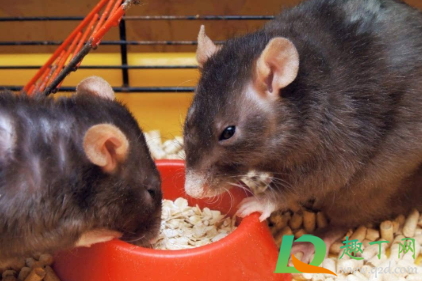 大米进了老鼠可以吃吗(老鼠跑大米里面大米能吃吗)