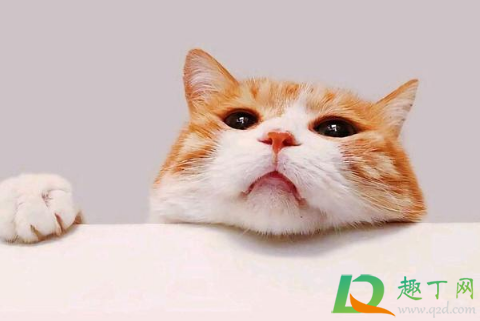 喜欢养猫的女人好追吗(喜欢猫的女人好追求吗) 喜欢养猫的女人好追吗(喜欢猫的女人好追求吗)