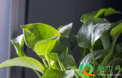 水培绿萝叶子发黄怎么办(水培绿萝叶子发黄怎么办mx5)