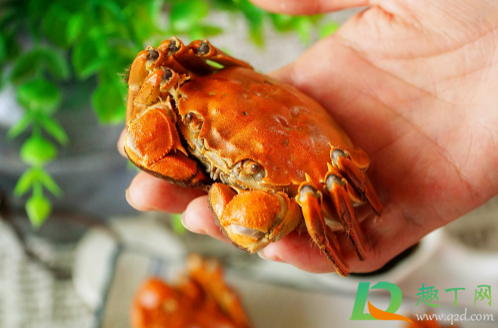 大闸蟹吐沙需要解开绳子吗(大闸蟹吐沙需要放在水里吗)