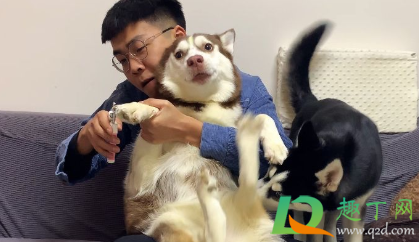 狗子剪指甲剪流血了怎么办(给狗狗剪指甲不小心剪流血了怎么办)