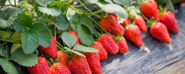 买回来的草莓要这样洗(草莓买过来要洗吗)