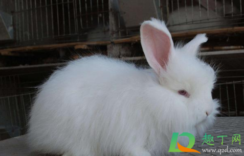 女生一个人独居养什么宠物好(独身女人养什么宠物好)