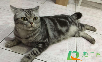 猫咪飞机耳是什么样子(猫咪飞机耳的样子)