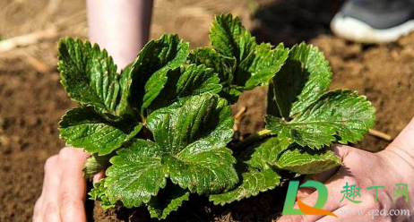 草莓苗是不是每年都要重新栽(草莓苗每年都种新的那)