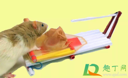 大米进了老鼠可以吃吗(老鼠跑大米里面大米能吃吗) 大米进了老鼠可以吃吗(老鼠跑大米里面大米能吃吗)