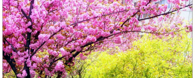 看来古人真的很爱花啊(古代文人爱花)