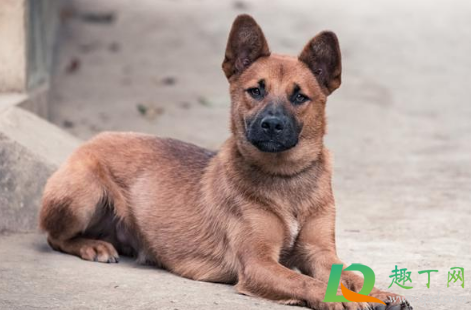 有狗证突然变禁养犬咋办(禁犬怎么办狗证) 有狗证突然变禁养犬咋办(禁犬怎么办狗证)